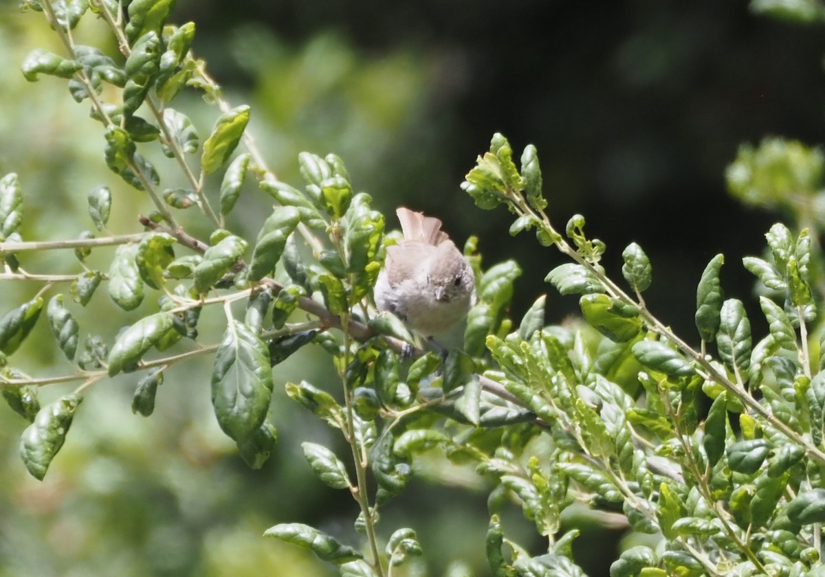 Mésange unicolore - ML619688637