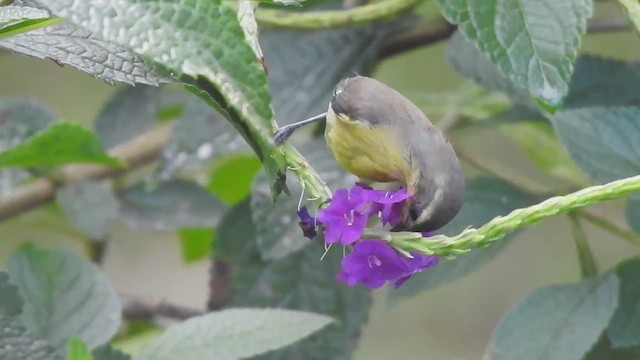 Zuckervogel - ML619688643