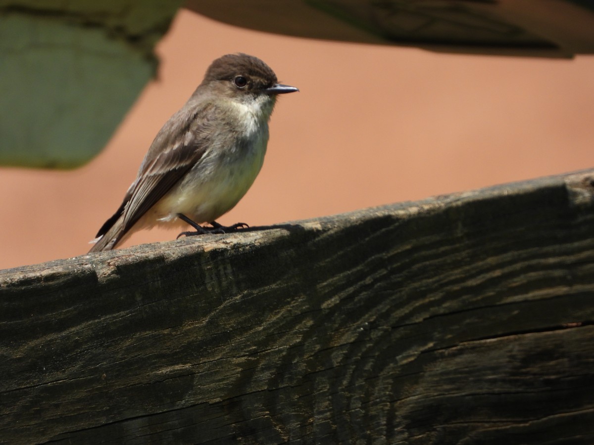 Eastern Phoebe - ML619688647