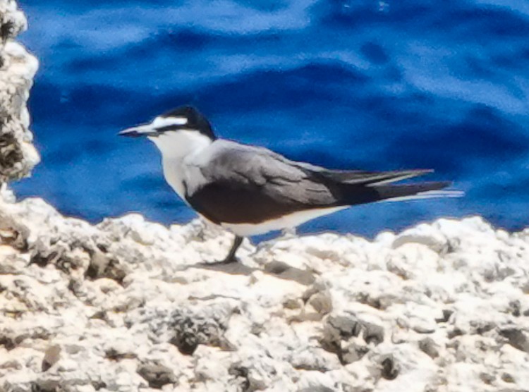 Bridled Tern - ML619688661