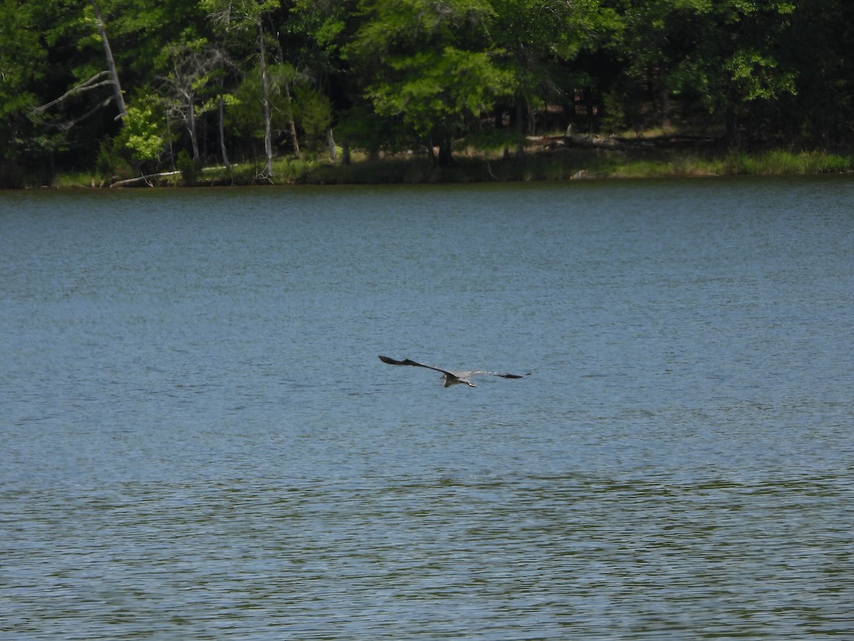 Great Blue Heron - ML619688684