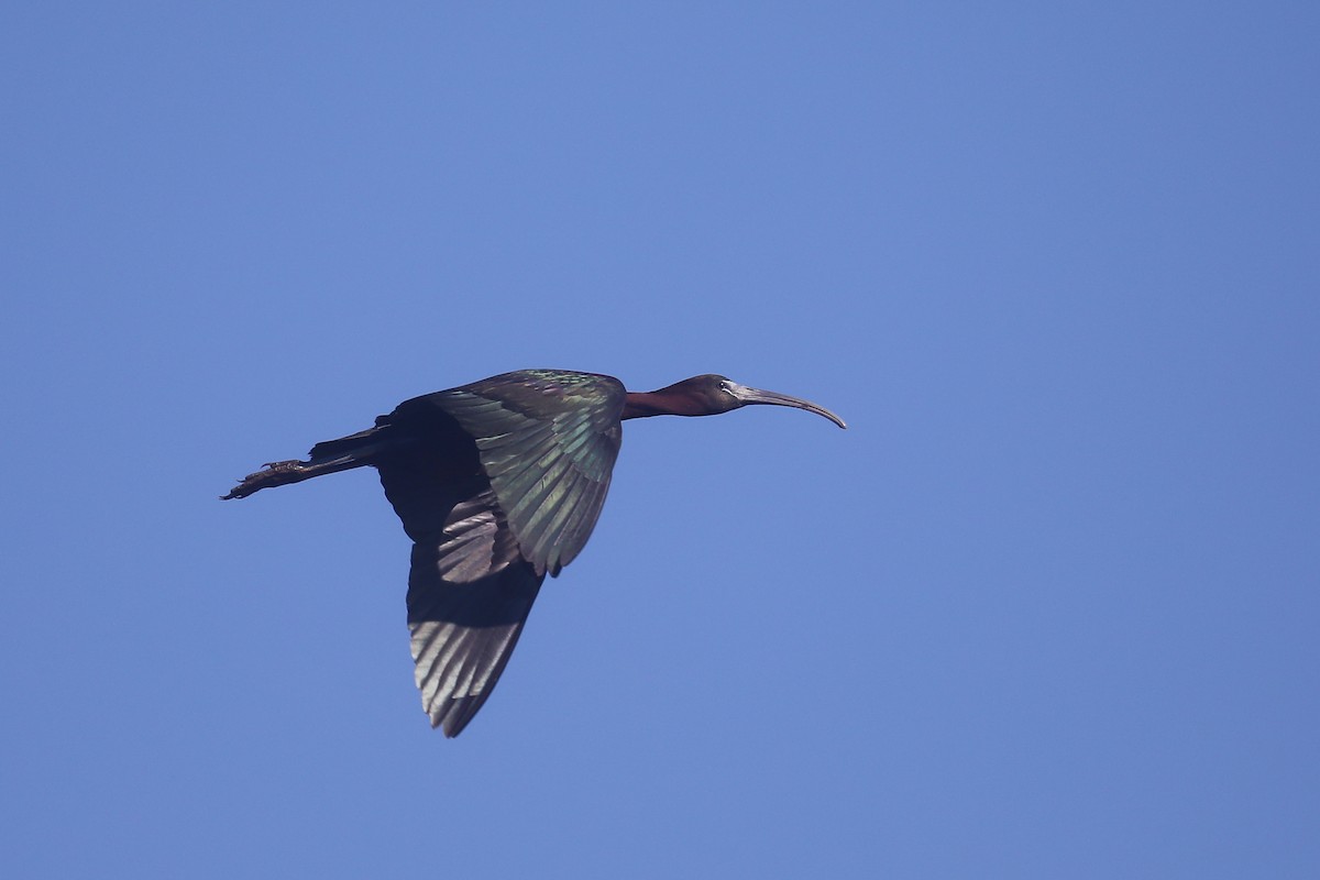 ibis hnědý - ML619688709