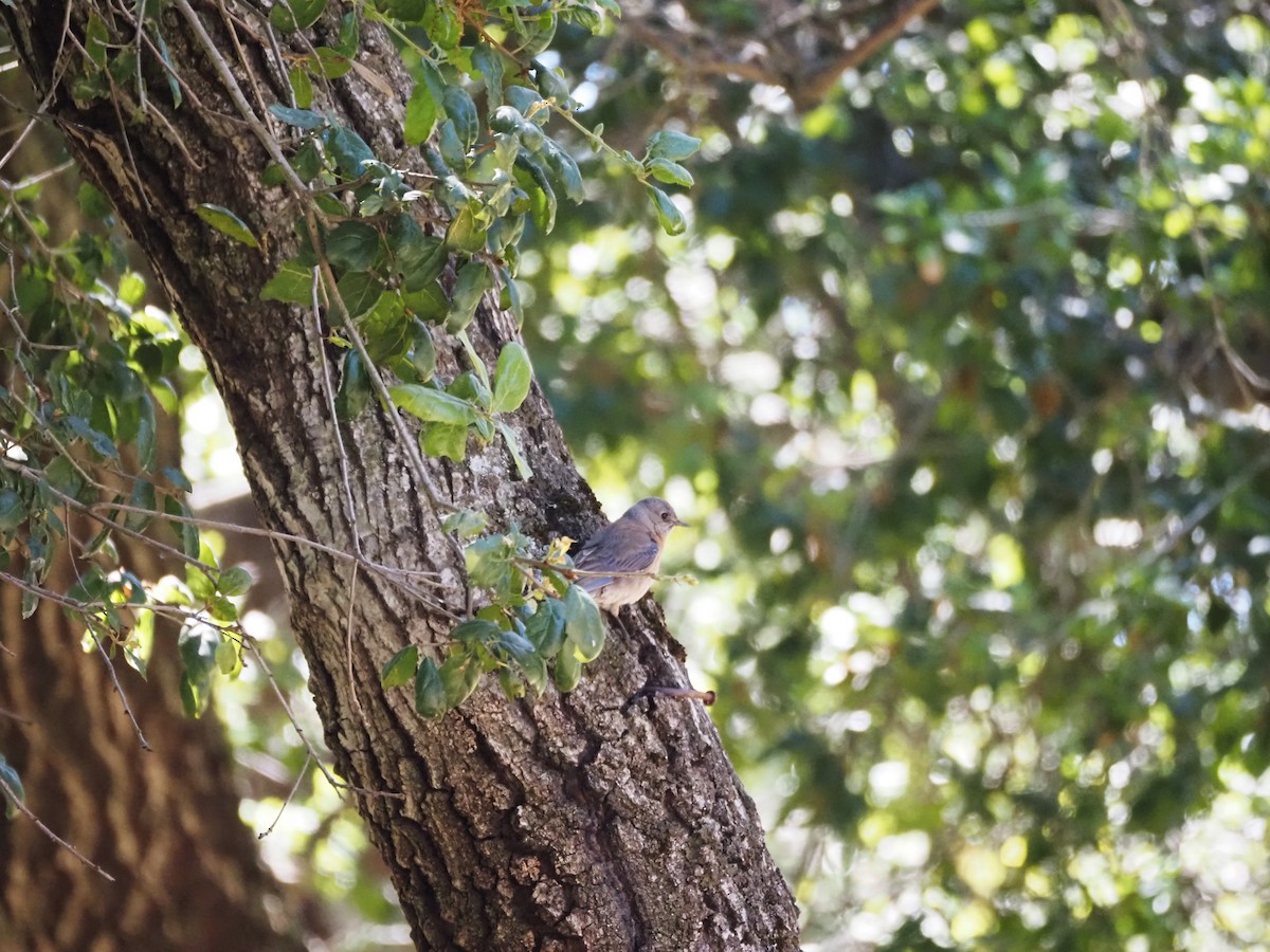 Western Bluebird - ML619688712