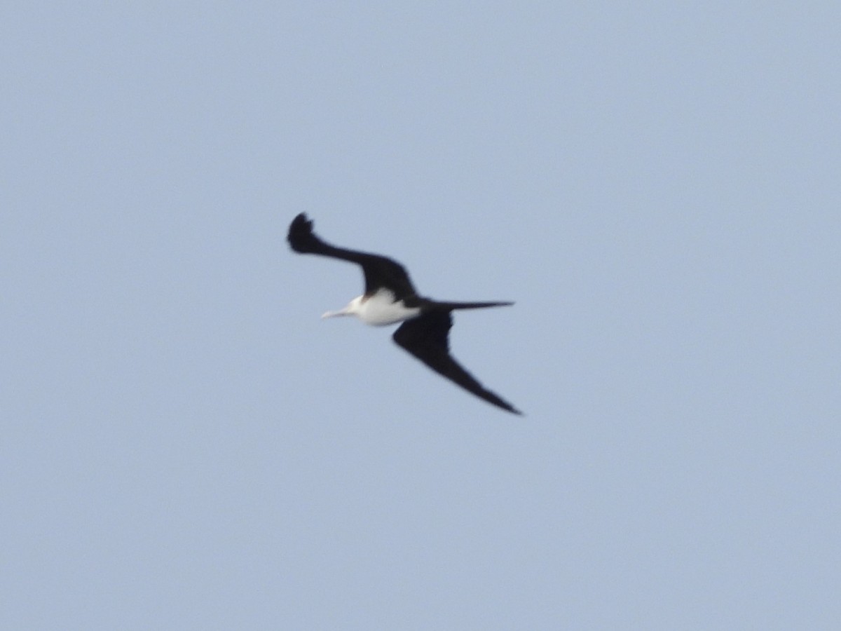 Great Frigatebird - ML619688742