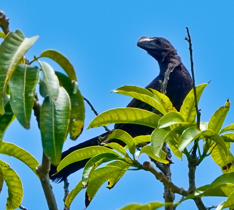 Smooth-billed Ani - ML619688774