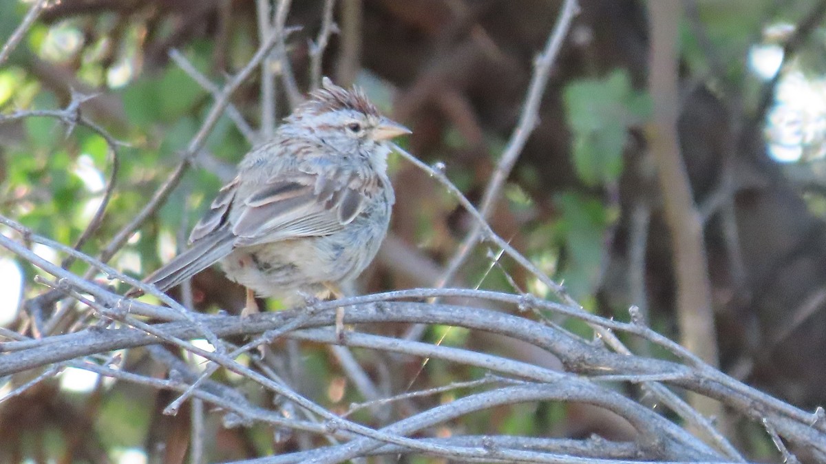 Rufous-winged Sparrow - ML619688781