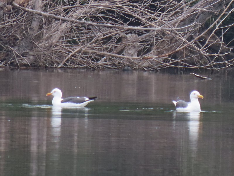 Western Gull - ML619688796