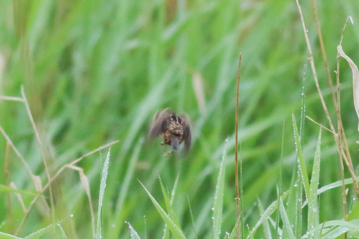 Sedge Wren - ML619688824