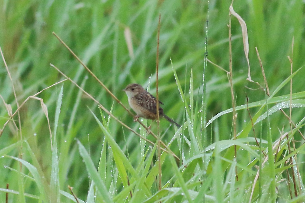 Sedge Wren - ML619688825