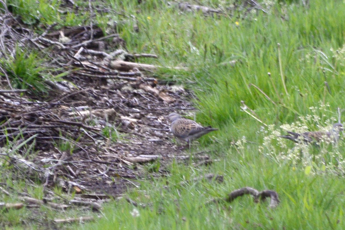 European Turtle-Dove - ML619688830