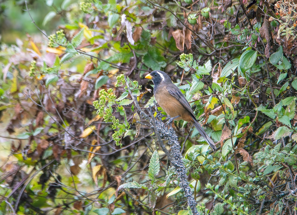 Golden-billed Saltator - ML619688841