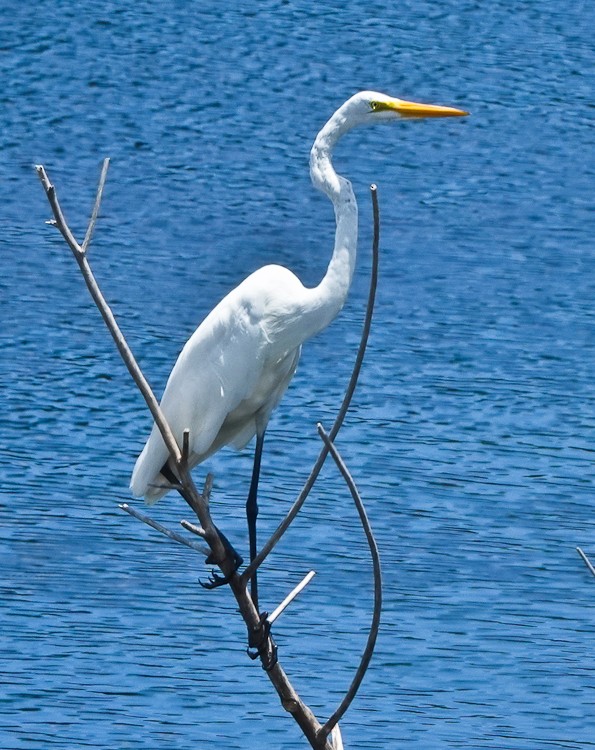 Great Egret - Arden Anderson