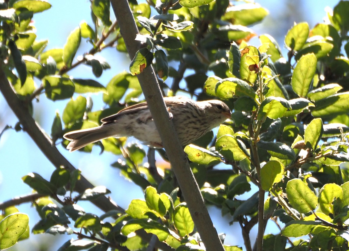 Chipping Sparrow - ML619688898