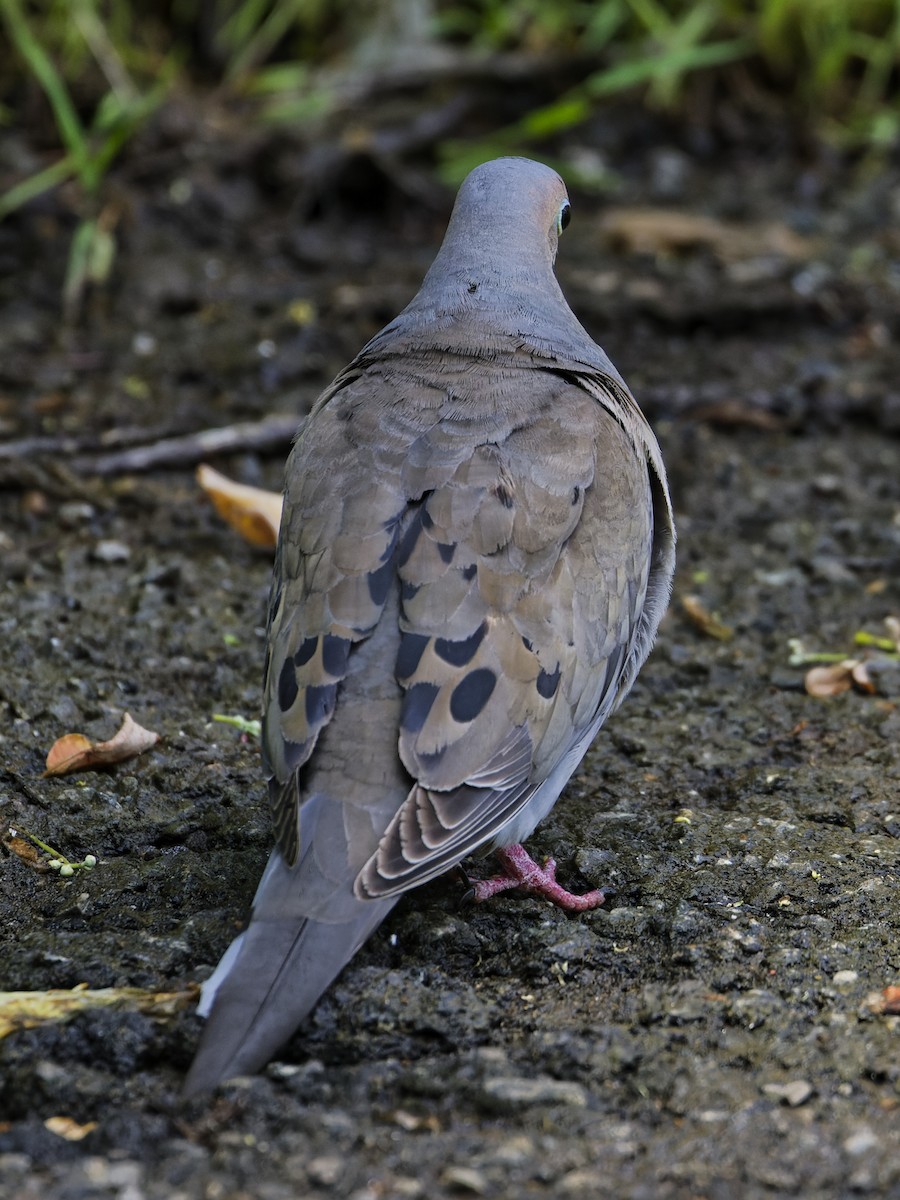 Mourning Dove - ML619688915