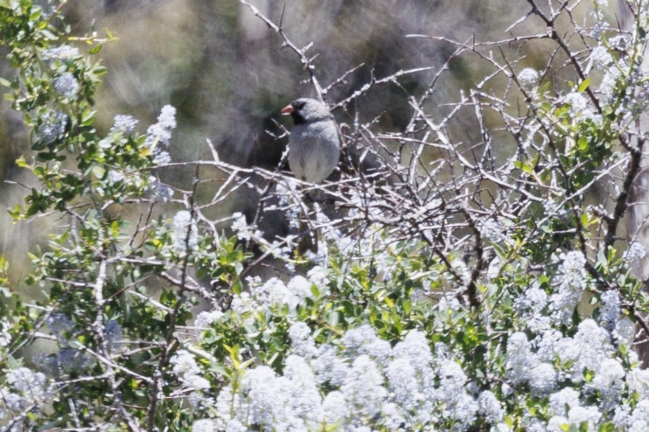 Black-chinned Sparrow - ML619688920