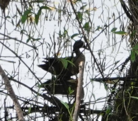 Blue-winged Teal - ML619688930