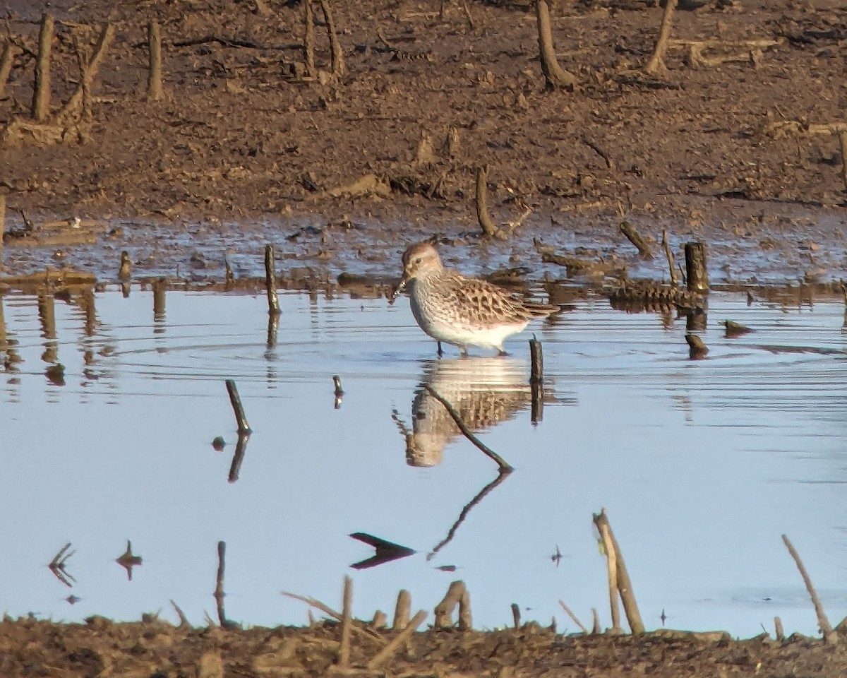 Pectoral Sandpiper - ML619688932