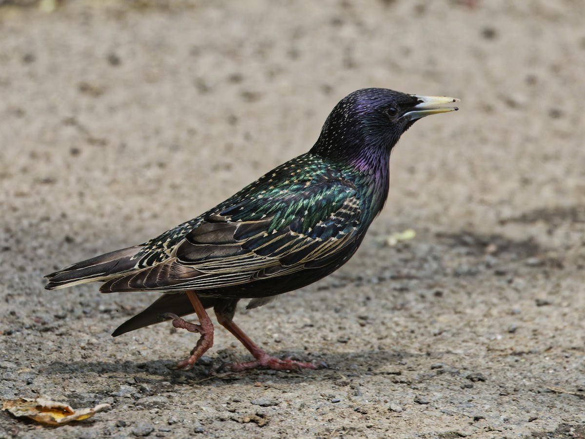 European Starling - ML619688953