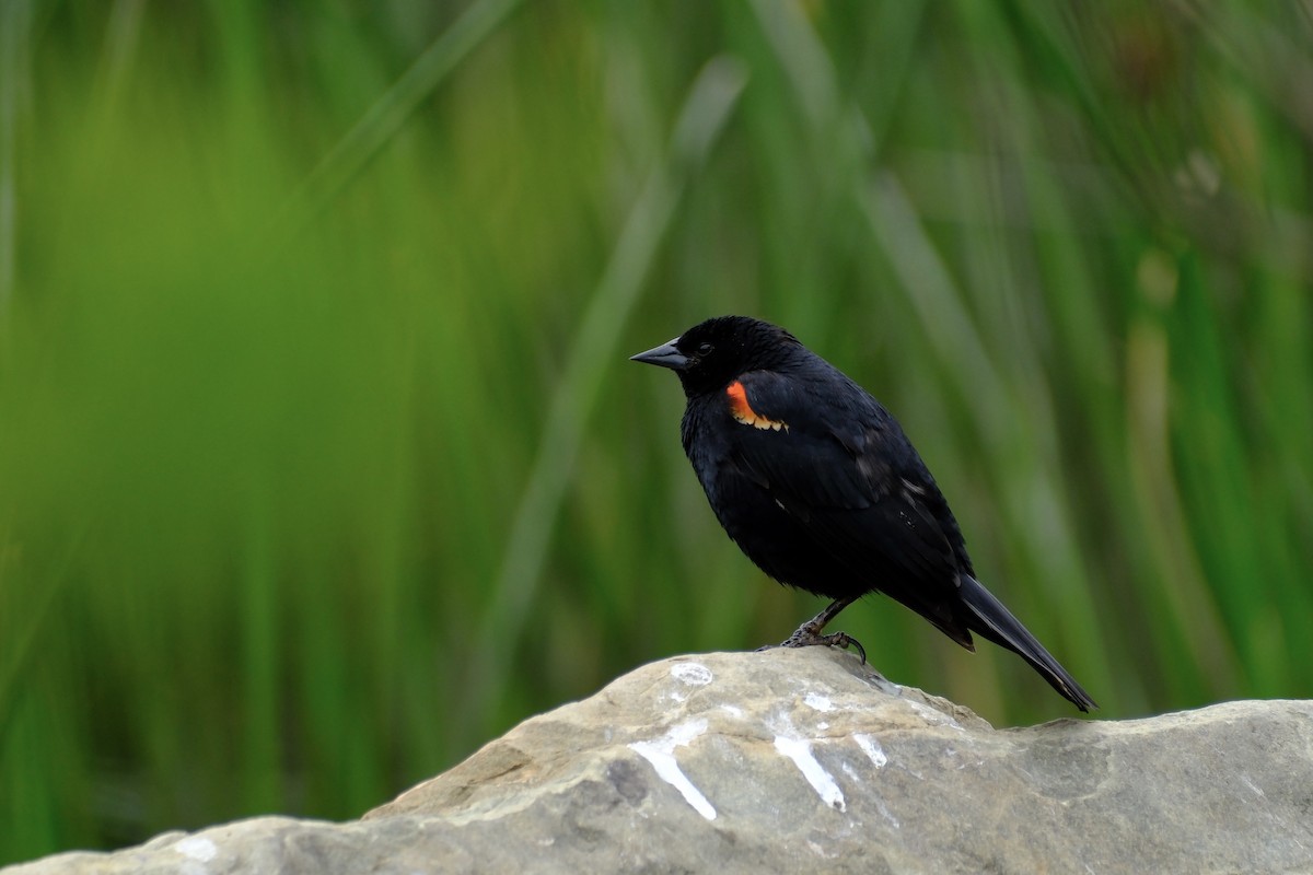 Red-winged Blackbird - ML619688960