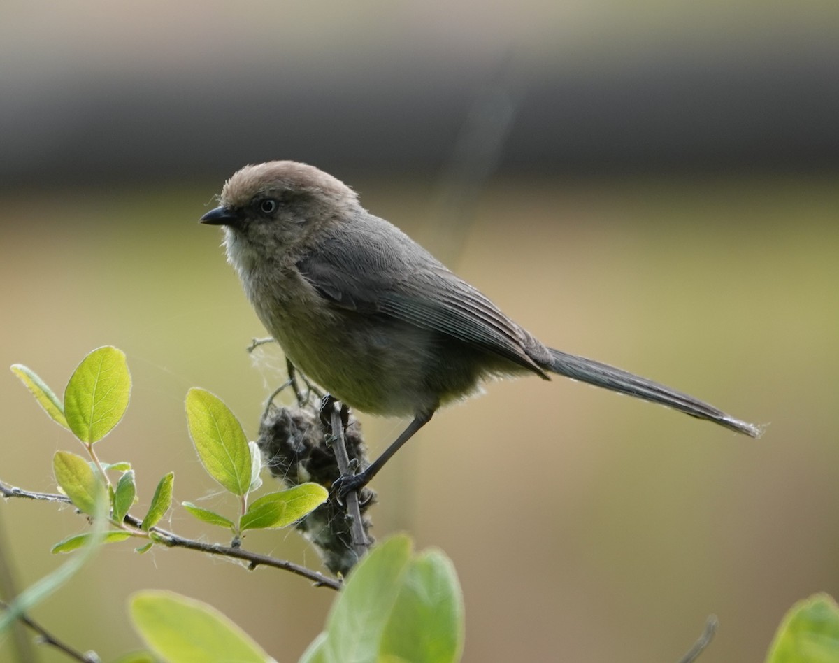 Bushtit (Pacific) - ML619688963