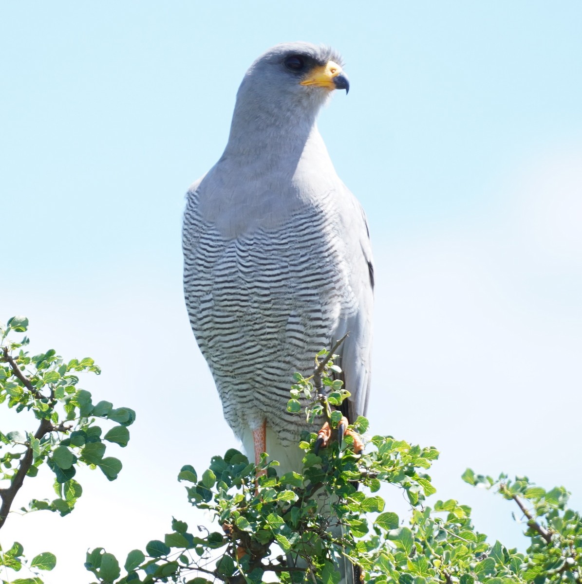 Eastern Chanting-Goshawk - ML619688973