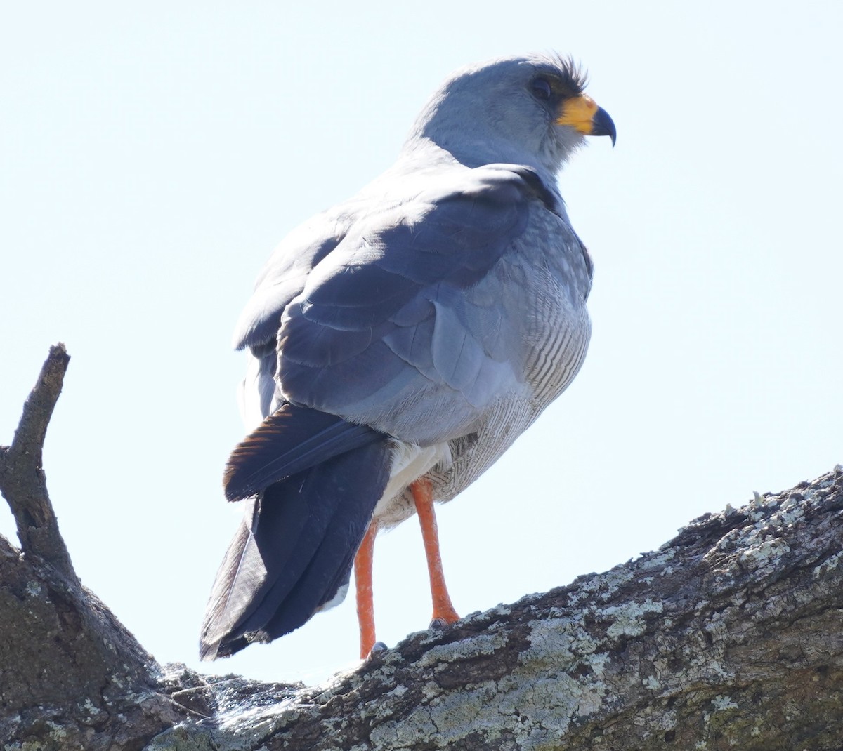 Eastern Chanting-Goshawk - ML619688974