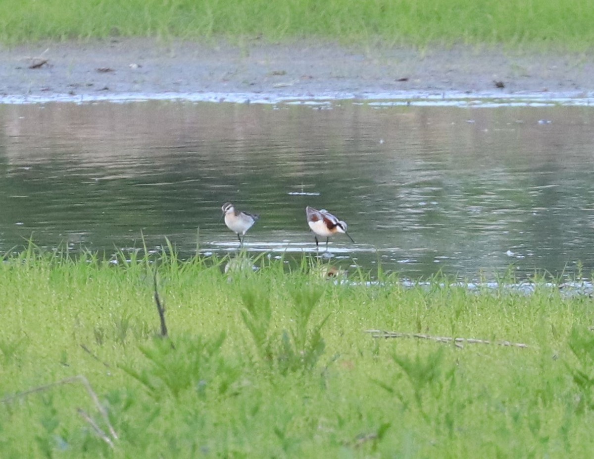 Wilson's Phalarope - ML619688977