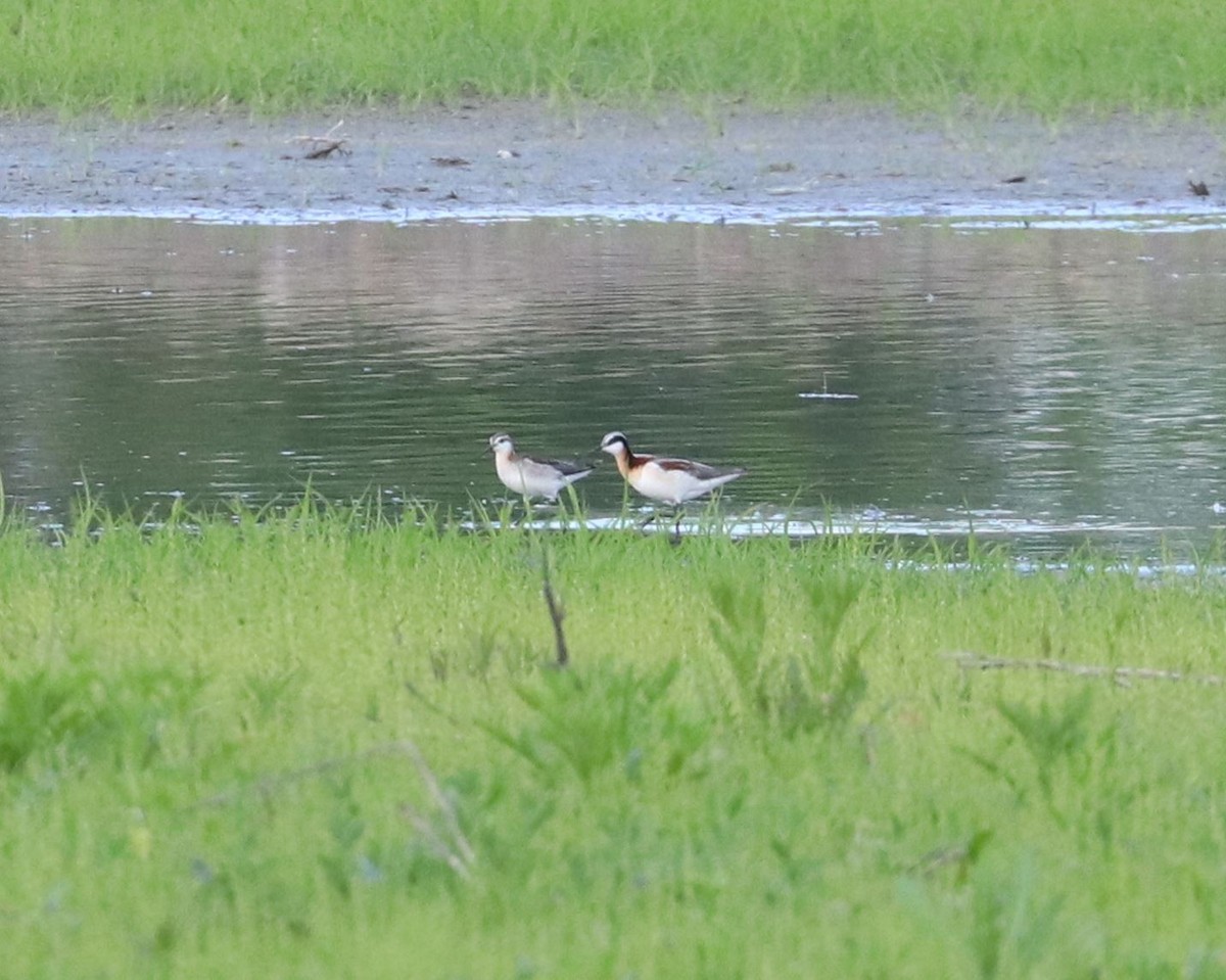 Wilson's Phalarope - ML619688978