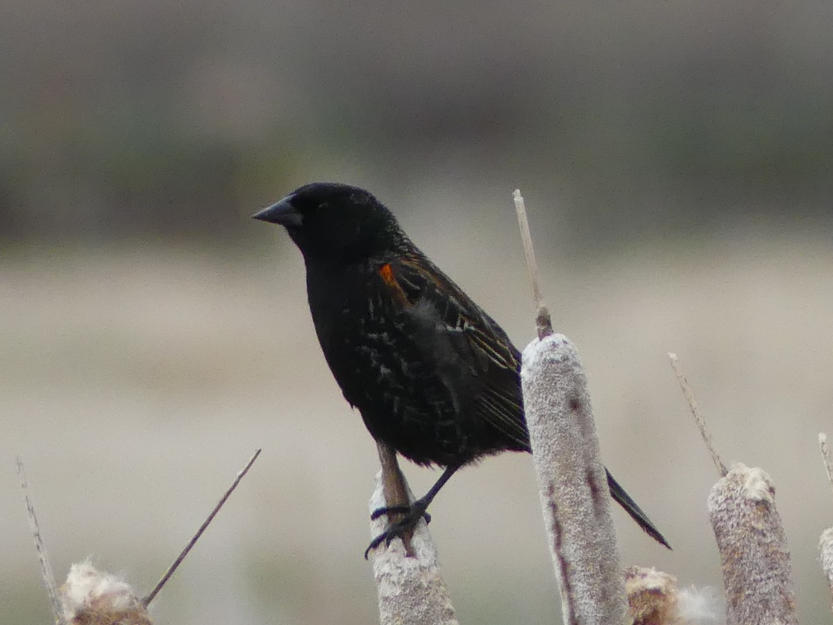 Red-winged Blackbird - ML619688981