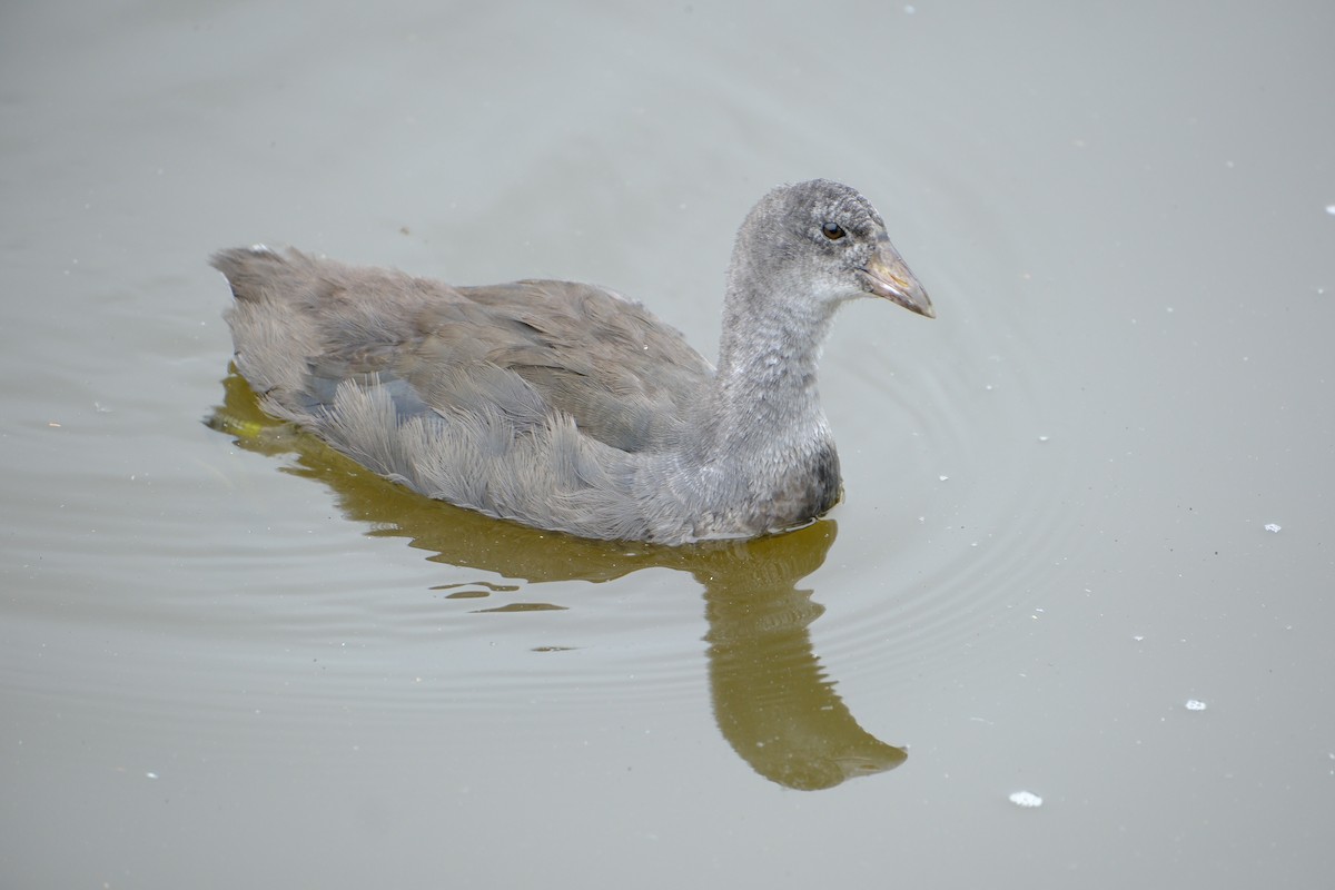 American Coot - ML619688984