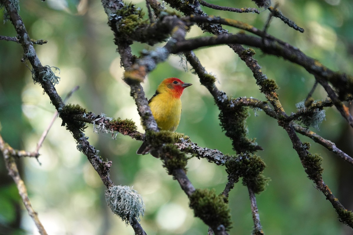 Piranga à tête rouge - ML619688986