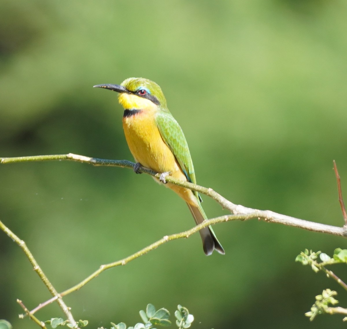 Little Bee-eater - ML619689000