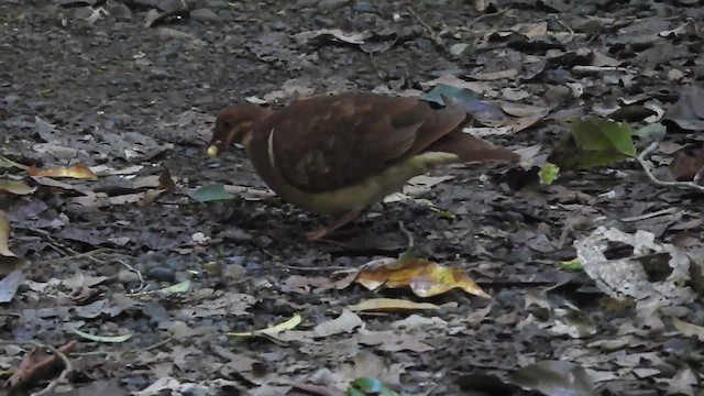 Ruddy Quail-Dove - ML619689010