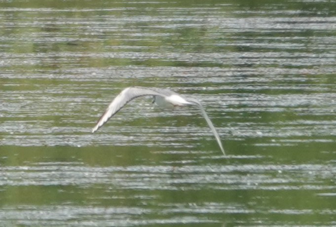 Mouette de Bonaparte - ML619689021