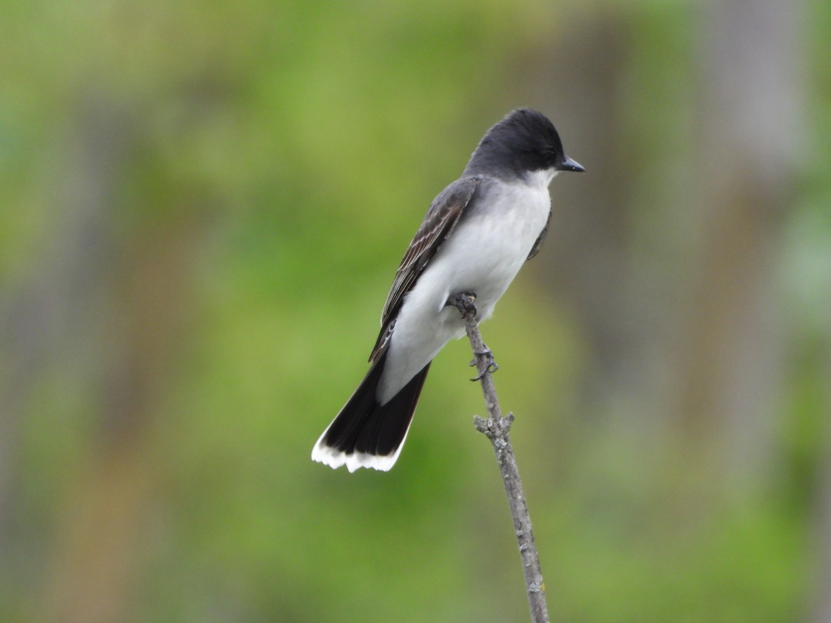 Eastern Kingbird - ML619689022