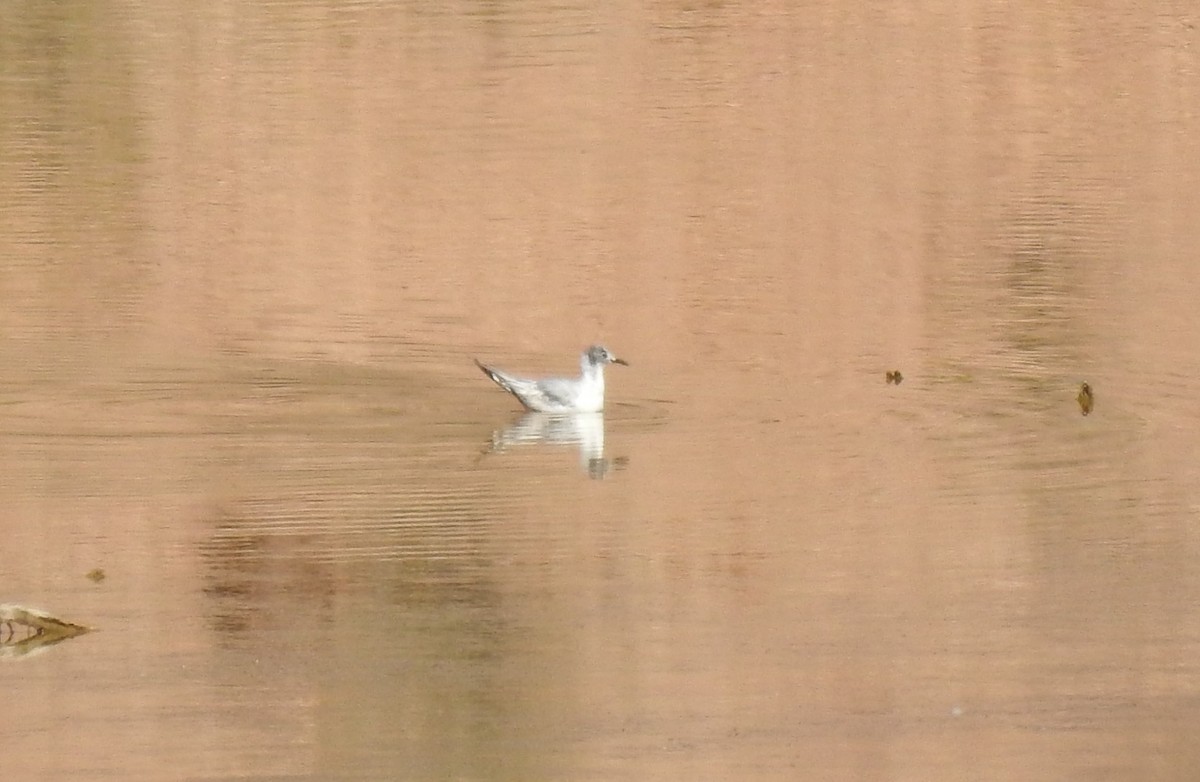 Bonaparte's Gull - ML619689027