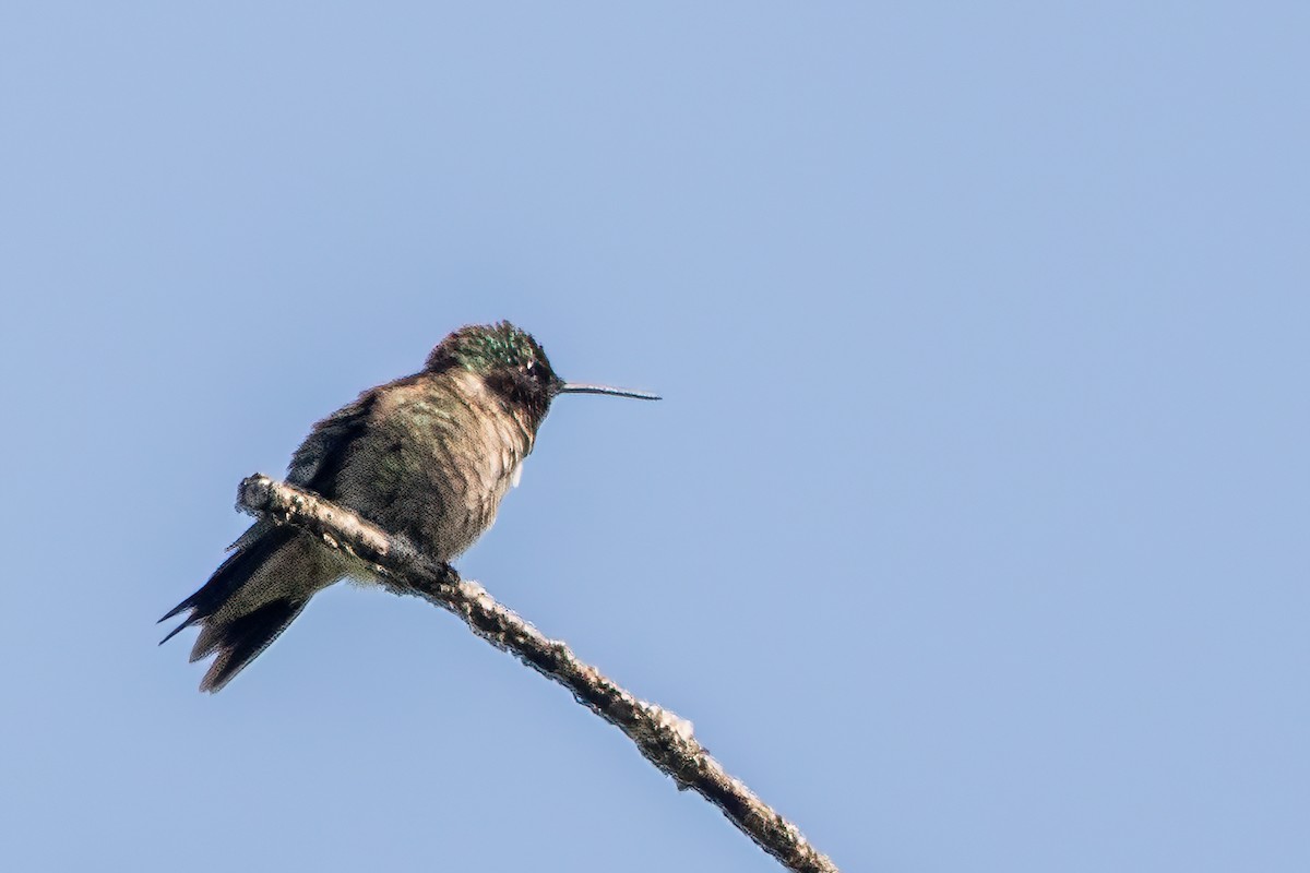 Ruby-throated Hummingbird - ML619689037