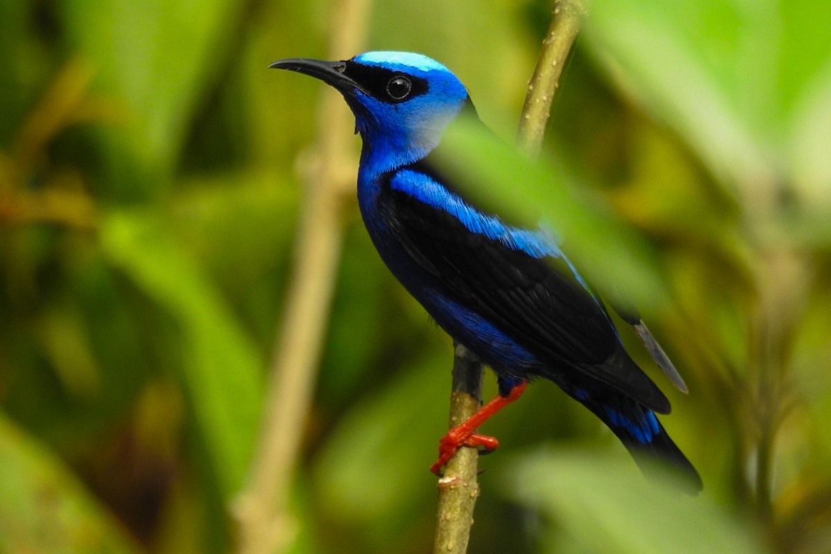 Red-legged Honeycreeper - ML619689062