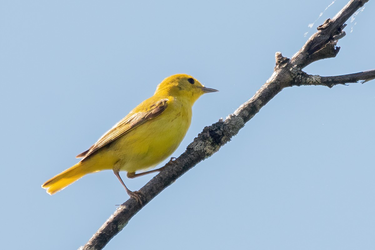 Yellow Warbler - ML619689080