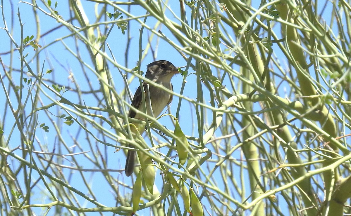 Willow Flycatcher - ML619689082