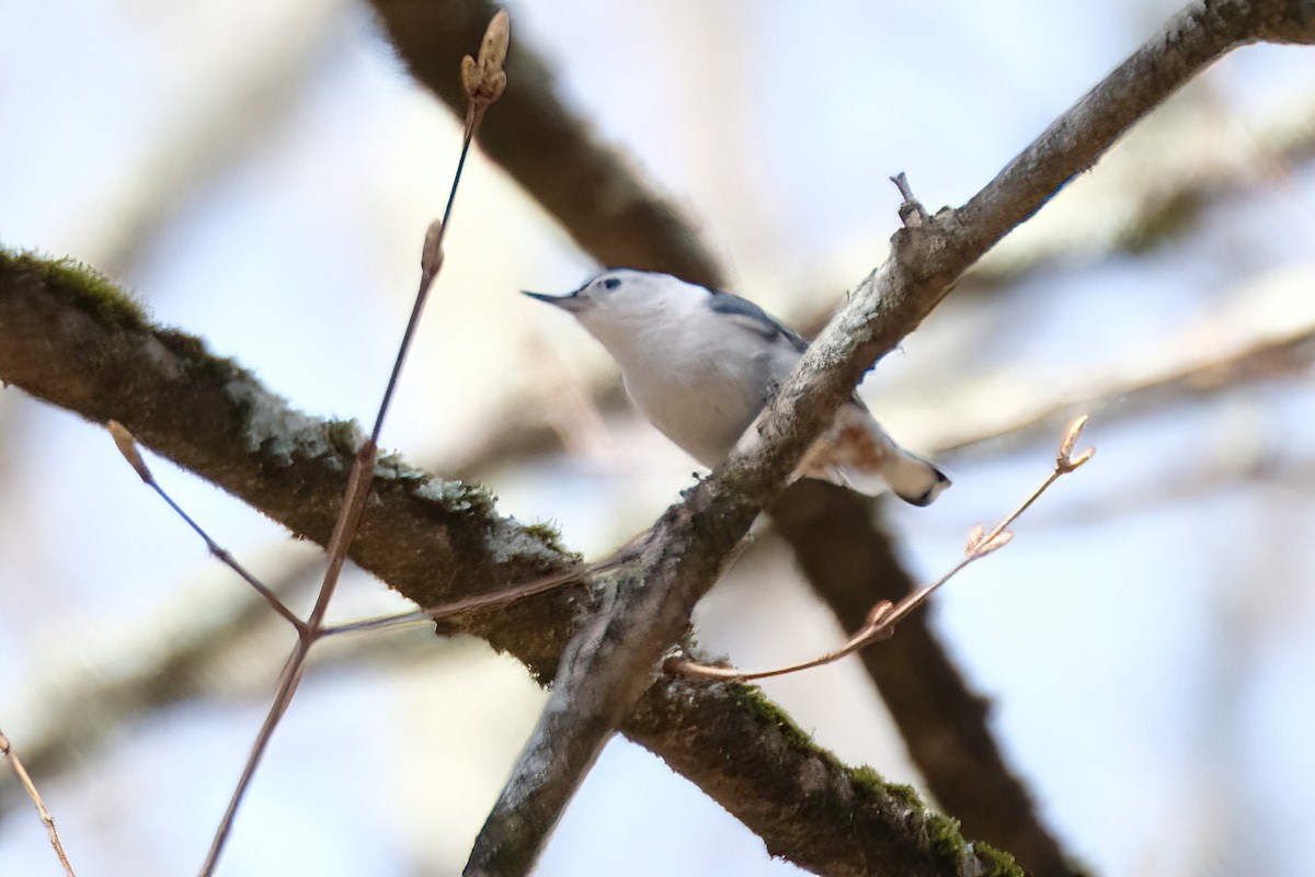 White-breasted Nuthatch - ML619689093