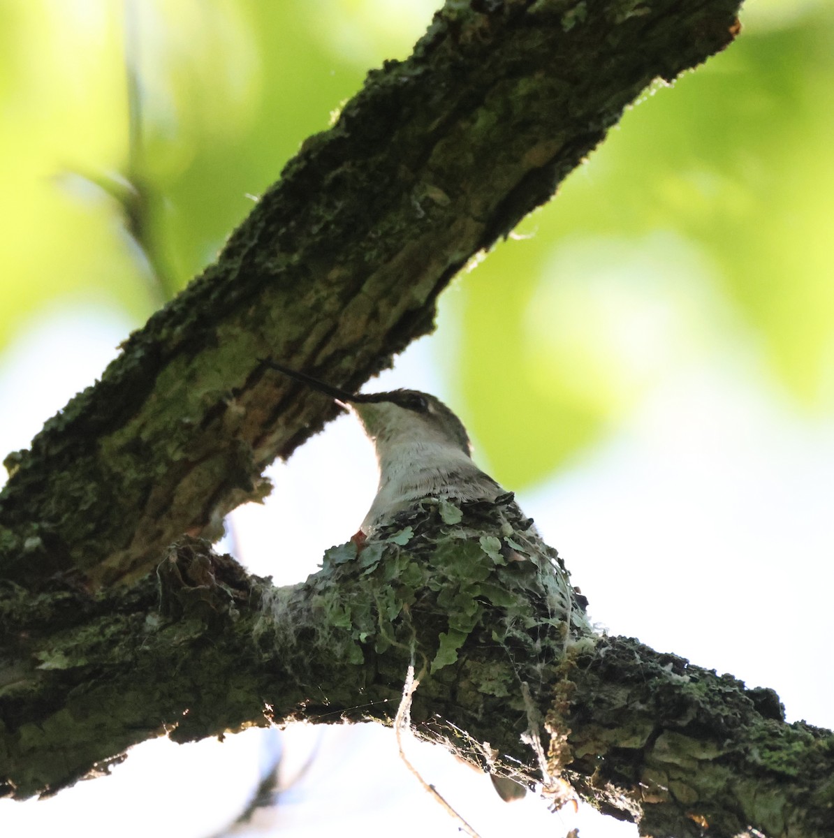 Ruby-throated Hummingbird - ML619689096