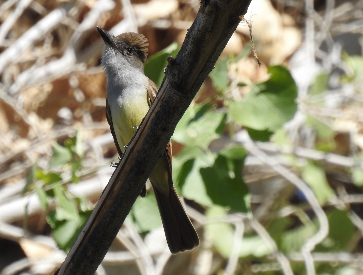 Brown-crested Flycatcher - ML619689104