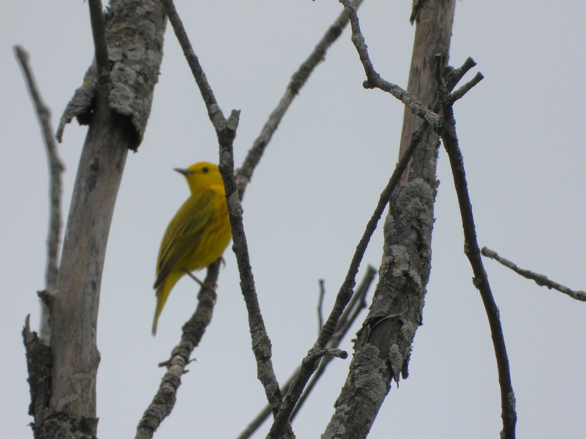 Yellow Warbler - ML619689116