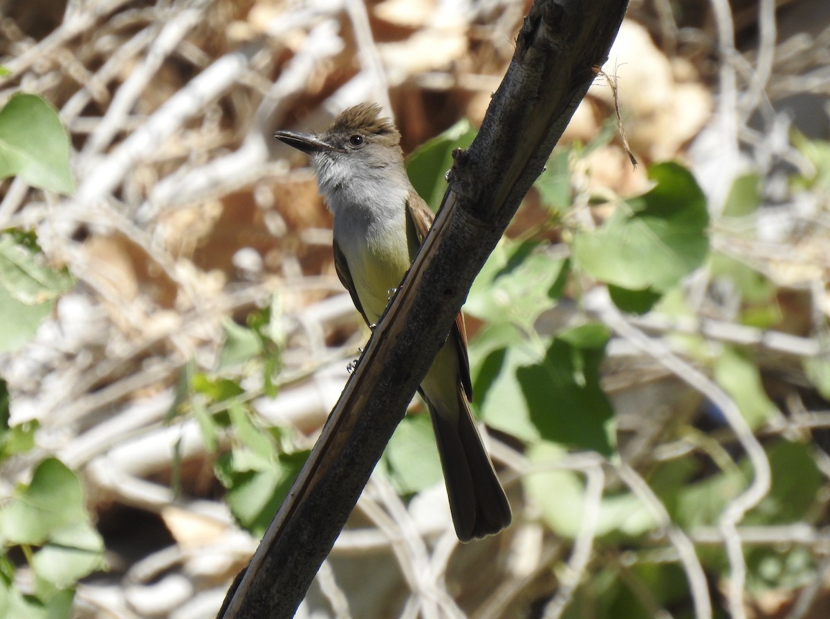 Brown-crested Flycatcher - ML619689119