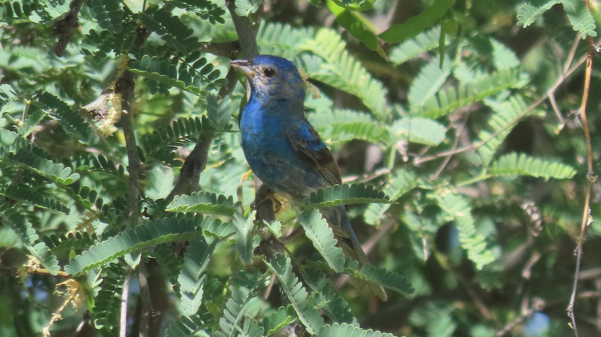 Indigo Bunting - ML619689127