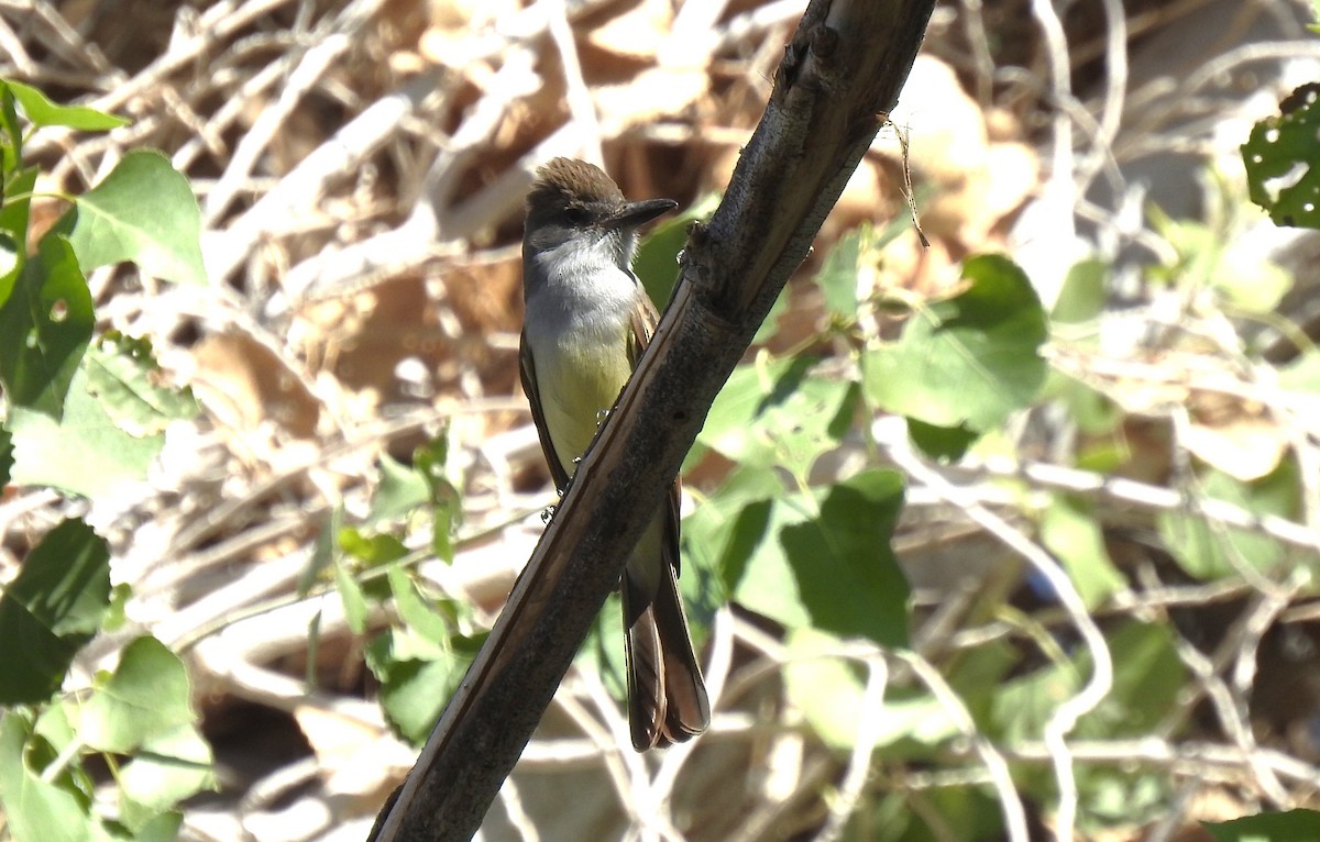 Brown-crested Flycatcher - ML619689129