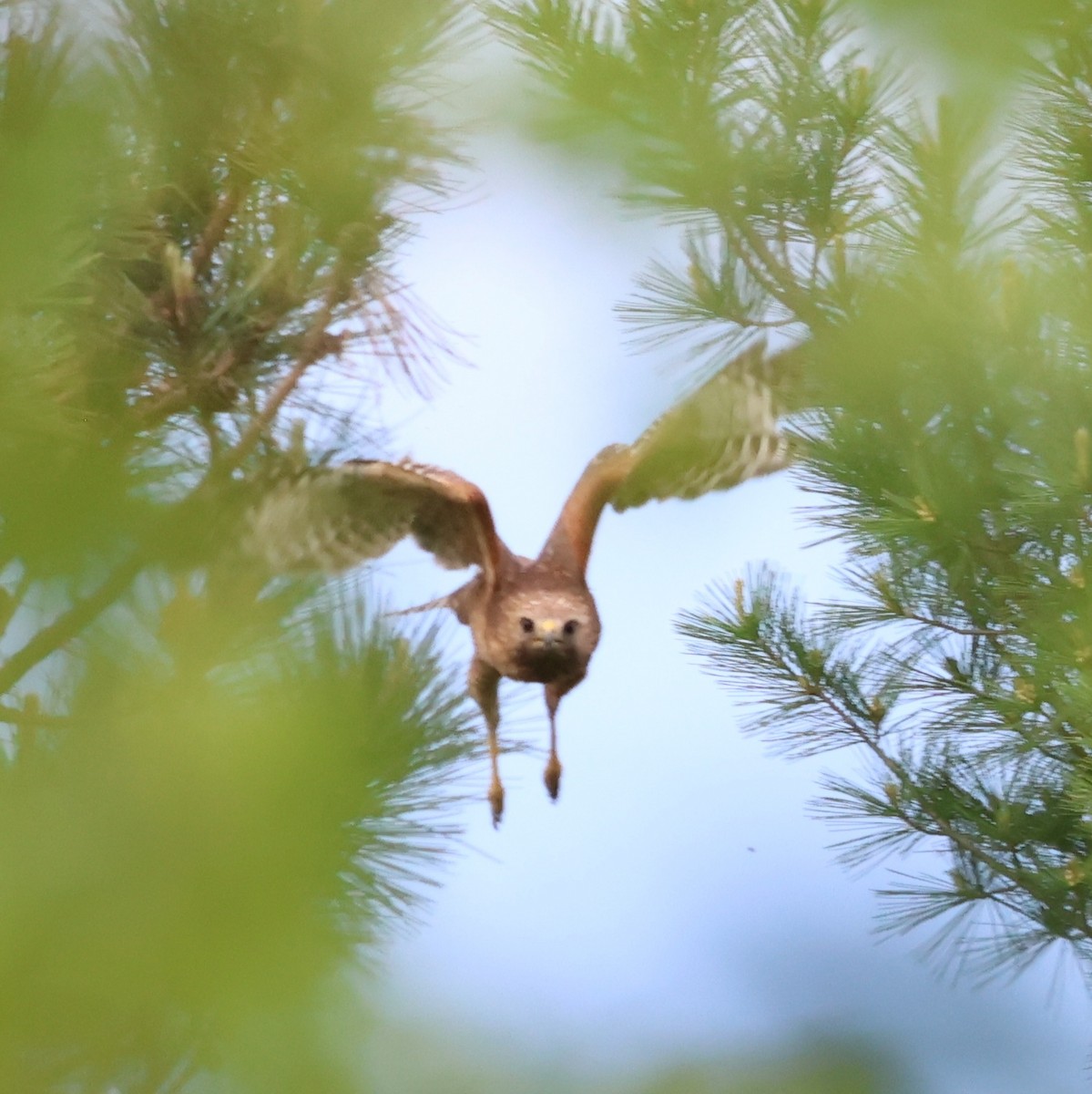 Red-shouldered Hawk - ML619689134