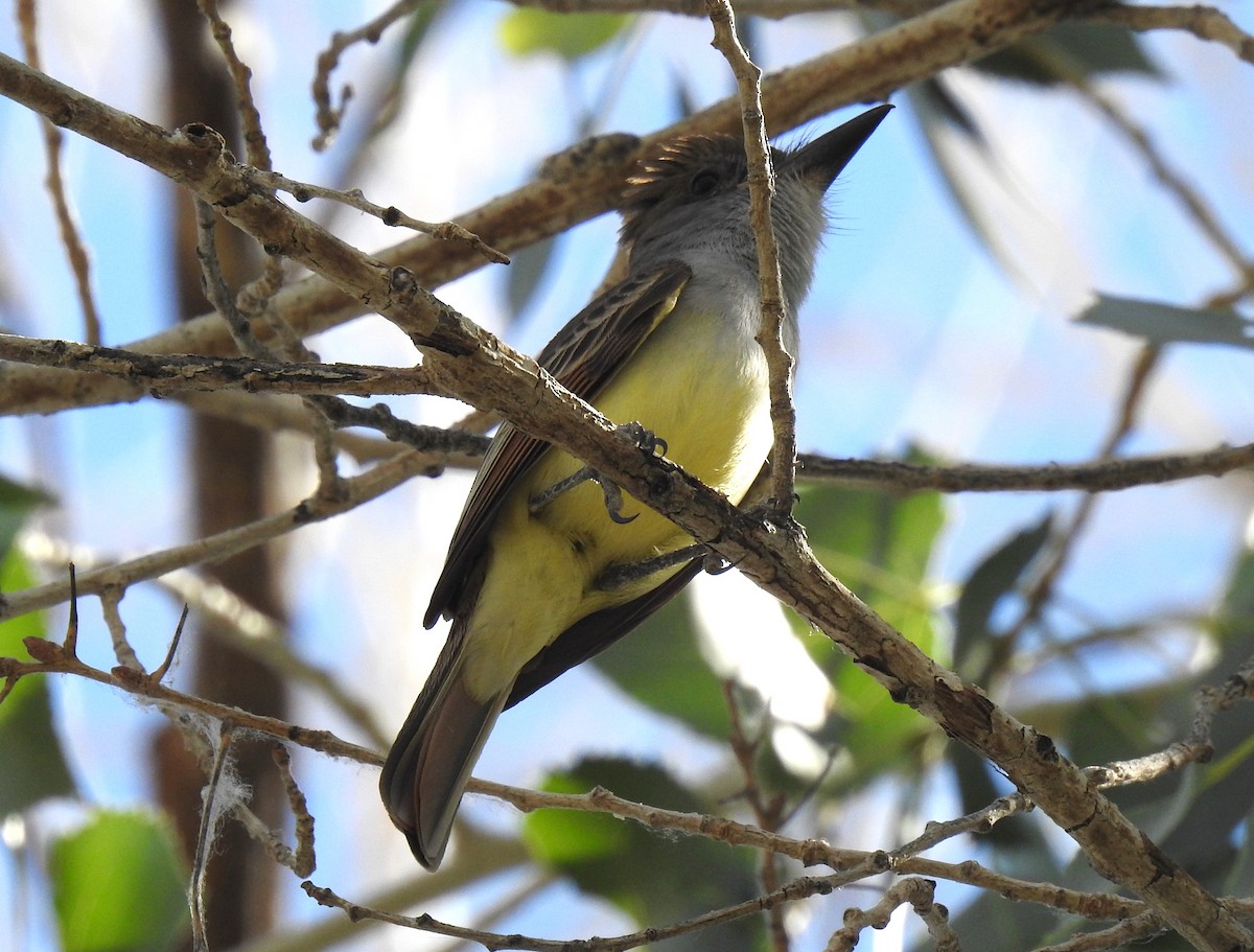 Brown-crested Flycatcher - ML619689136