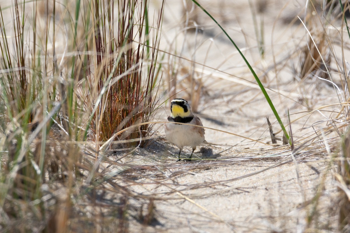 Horned Lark - ML619689140